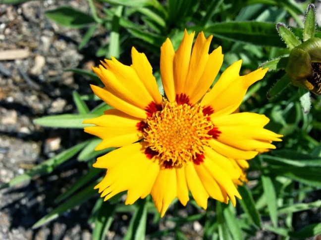Tickseed (coreopsis) A beautiful spreading perennial that is long blooming.