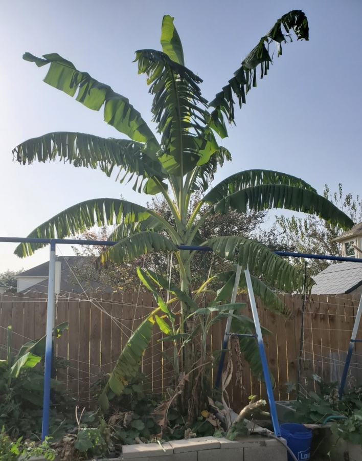 Putting Bananas To Bed For Zone 8b Winter – Crazy Green Thumbs