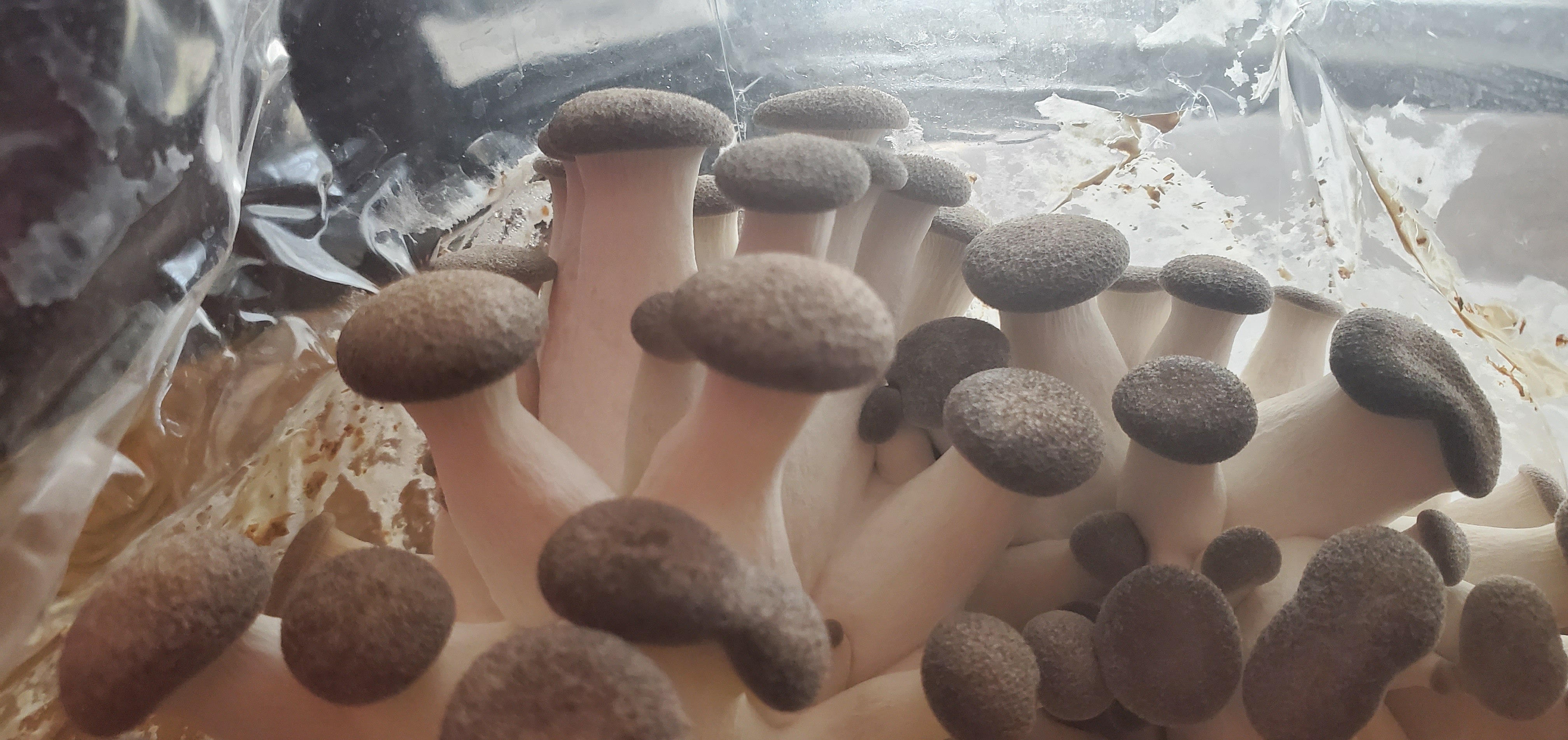 Growing Your Own Mushrooms. – Crazy Green Thumbs
