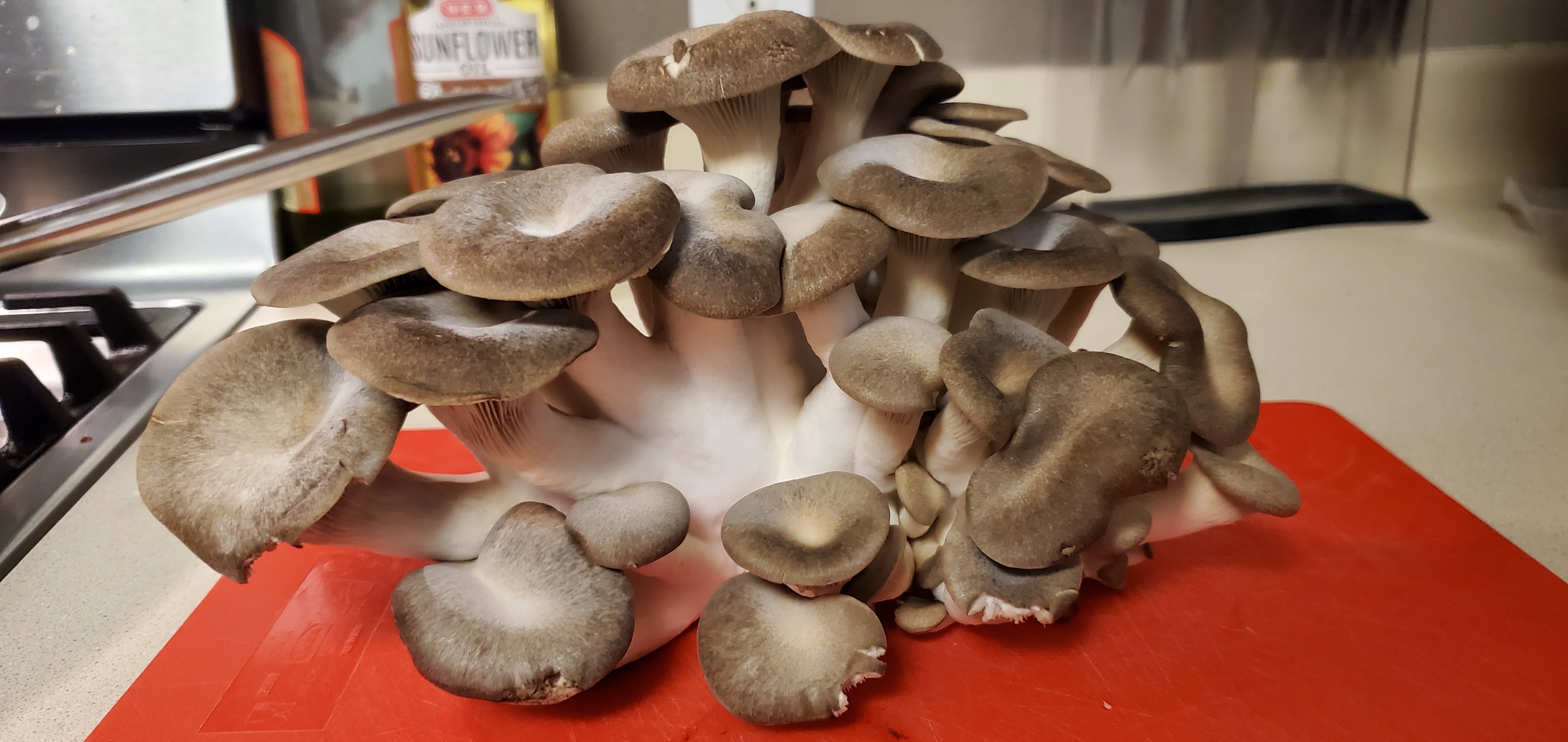 Growing Your Own Mushrooms. – Crazy Green Thumbs