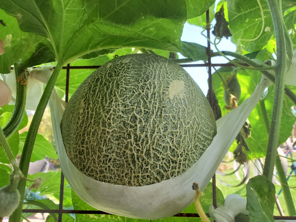 Melon Trellising – Crazy Green Thumbs