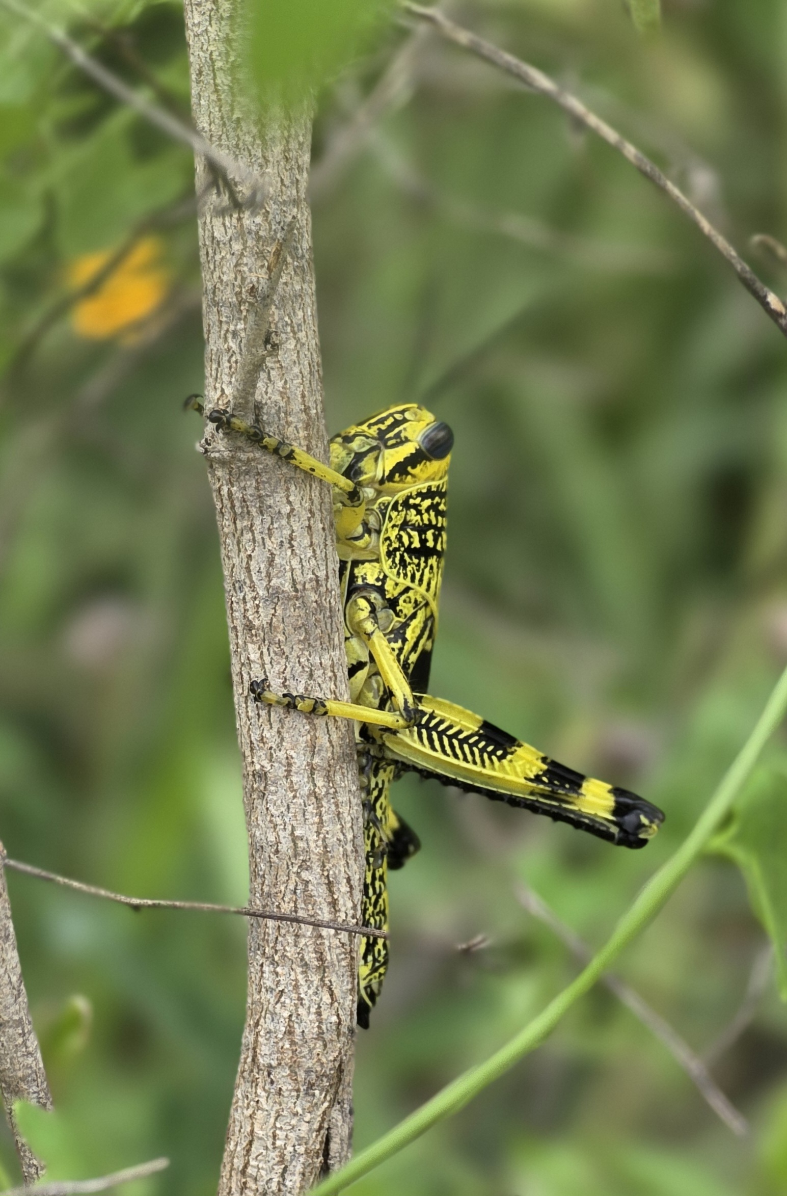 Pretty Cool Grasshopper! – Crazy Green Thumbs